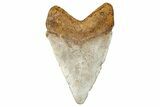 Juvenile Fossil Megalodon Tooth From Angola - Unusual Location #258585-1